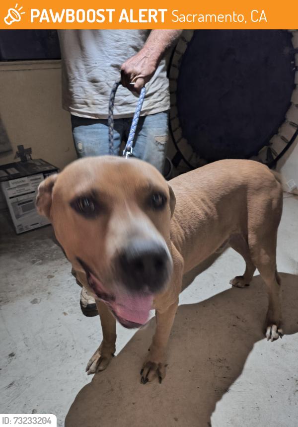 Found/Stray Male Dog last seen Delpaso heights Blvd and Marysville blvd, Sacramento, CA 95815