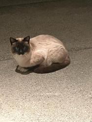 Found/Stray Unknown Cat last seen Rockville rd, Fairfield, CA 94534