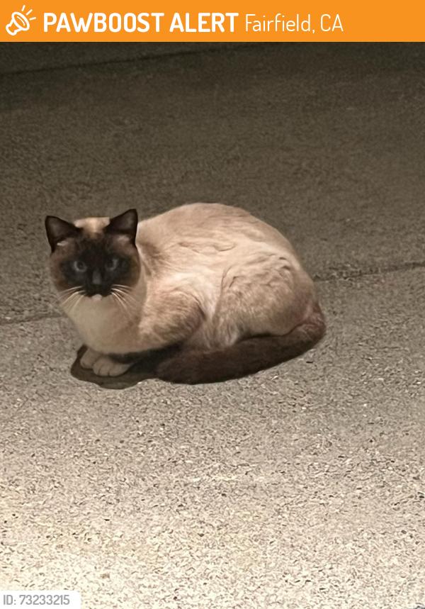 Found/Stray Unknown Cat last seen Rockville rd, Fairfield, CA 94534