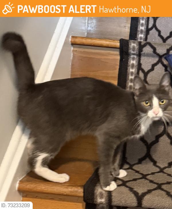 Found/Stray Female Cat last seen Prescott Ave and North 10th Street, Hawthorne, NJ 07508