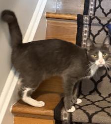 Found/Stray Female Cat last seen Prescott Ave and North 10th Street, Hawthorne, NJ 07508