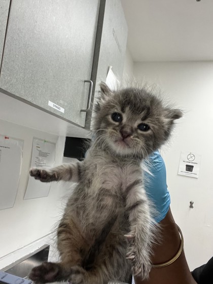 Shelter Stray Male Cat last seen , , CA, 1101 29th Ave, Oakland, CA 94601, USA