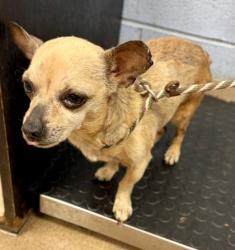Shelter Stray Male Dog last seen Near Stockton Street, Decatur 30032, 30032, GA, 3280 Chamblee Dunwoody Rd, Chamblee, GA 30341, USA