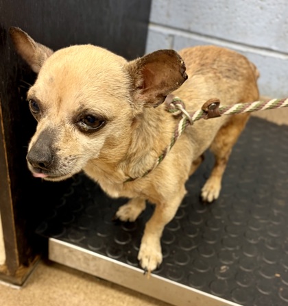 Shelter Stray Male Dog last seen Near Stockton Street, Decatur 30032, 30032, GA, 3280 Chamblee Dunwoody Rd, Chamblee, GA 30341, USA