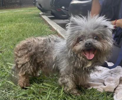 Shelter Stray Male Dog last seen Near Briarcliff Rd NE, Atlanta, GA 30329, 30329, GA, 3280 Chamblee Dunwoody Rd, Chamblee, GA 30341, USA