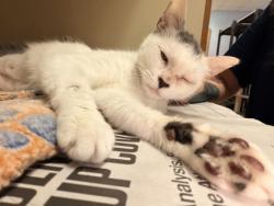 Shelter Stray Female Cat last seen Near Lenox Ave, Decatur, GA 30035, 30035, GA, 3280 Chamblee Dunwoody Rd, Chamblee, GA 30341, USA