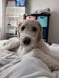 Reunited Male Dog last seen Near s genoa way, Aurora, CO 80013