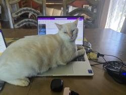 Lost Female Cat last seen Barker Lane and Grant Street, Corona, CA 92879
