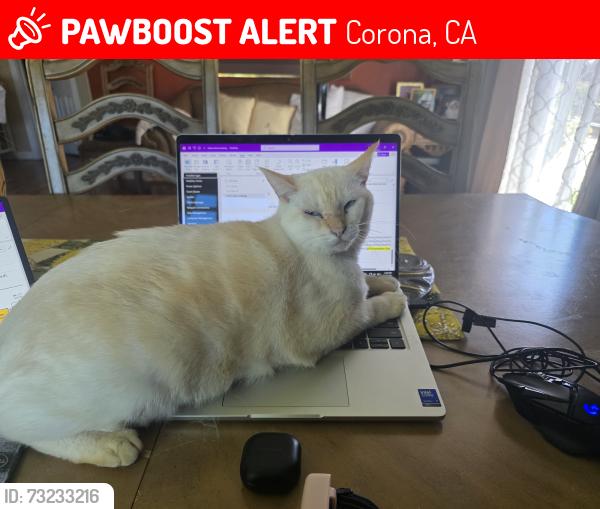 Lost Female Cat last seen Barker Lane and Grant Street, Corona, CA 92879