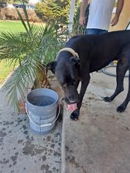 Found/Stray Female Dog last seen Niles and Fairfax, Bakersfield, CA 93306