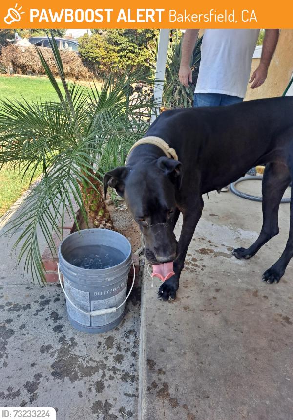 Found/Stray Female Dog last seen Niles and Fairfax, Bakersfield, CA 93306