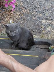 Found/Stray Unknown Cat last seen Near se 122nd, Portland, OR 97236