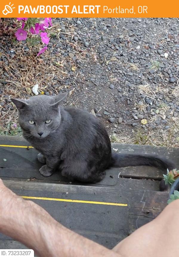 Found/Stray Unknown Cat last seen Near se 122nd, Portland, OR 97236
