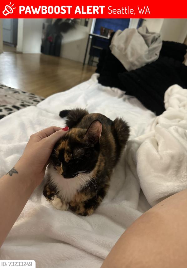 Lost Female Cat last seen Delridge wa west Seattle area, Seattle, WA 98106