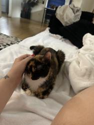 Lost Female Cat last seen Delridge wa west Seattle area, Seattle, WA 98106