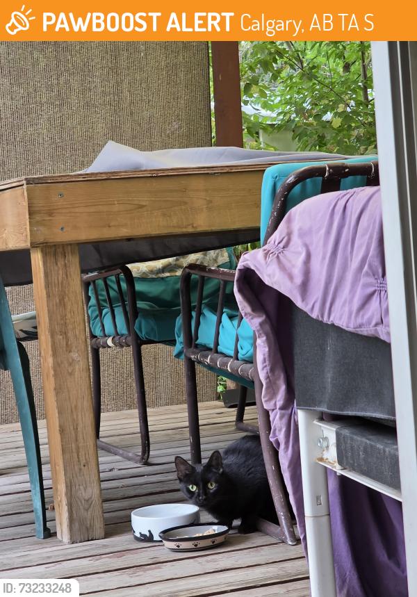 Found/Stray Female Cat last seen 8th ave 36St, Calgary, AB T2A 5S4