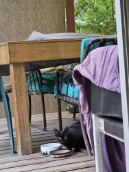 Found/Stray Female Cat last seen 8th ave 36St, Calgary, AB T2A 5S4