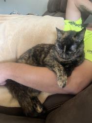 Lost Female Cat last seen 76th and Rawson, Franklin, WI 53132