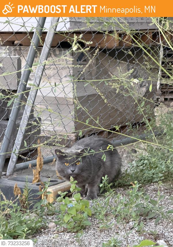 Found/Stray Unknown Cat last seen Walker art center, Minneapolis, MN 55403