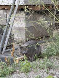 Found/Stray Unknown Cat last seen Walker art center, Minneapolis, MN 55403