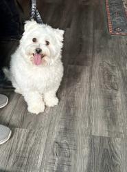 Reunited Male Dog last seen Oregon Way, Longview, WA 98632