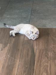 Lost Male Cat last seen Near spring valley near campo and Bancroft, Spring Valley, CA 91977