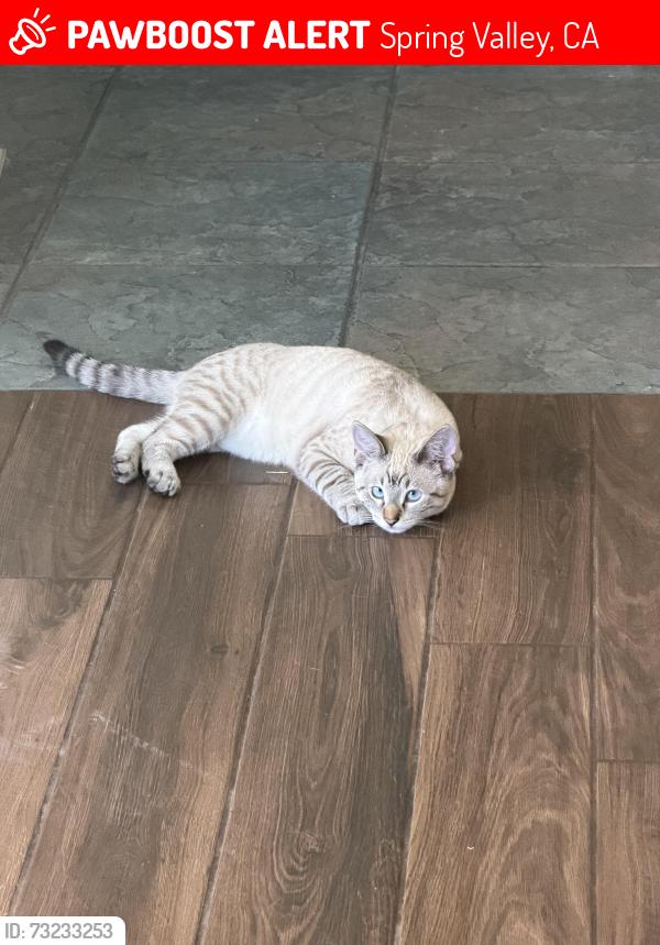 Lost Male Cat last seen Near spring valley near campo and Bancroft, Spring Valley, CA 91977