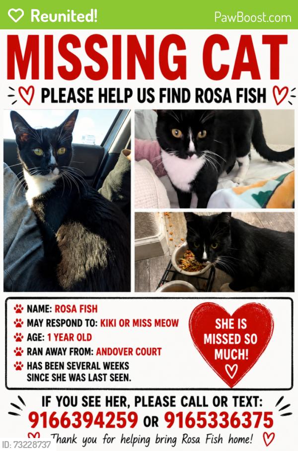 Reunited Female Cat last seen Near Laurelwood way, Sacramento, CA 95864