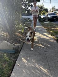 Reunited Male Dog last seen Palms and Redwood, Los Angeles, CA 90066