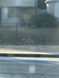 Found/Stray Female Dog last seen Cadallic and Sherwood, heading north, Los Angeles, CA 90034