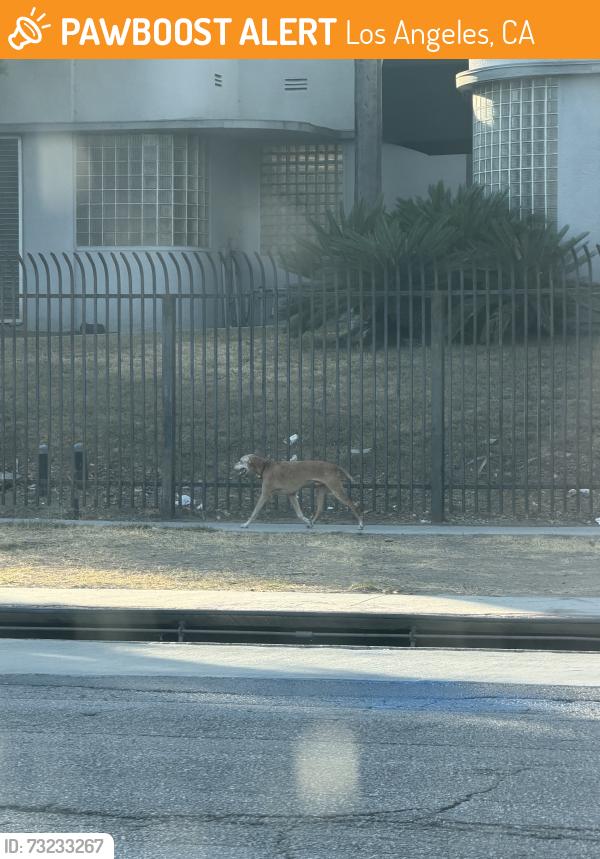 Found/Stray Female Dog last seen Cadallic and Sherwood, heading north, Los Angeles, CA 90034