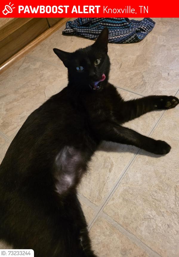 Lost Female Cat last seen Walpine lane and Pinex, Knoxville, TN 37921