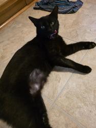 Lost Female Cat last seen Walpine lane and Pinex, Knoxville, TN 37921