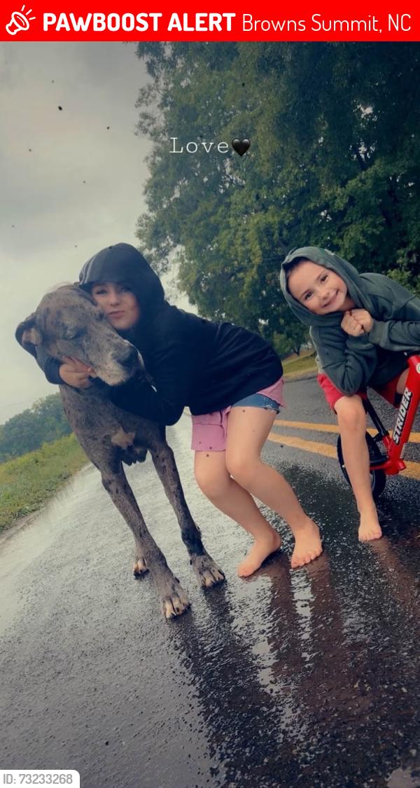 Lost Male Dog last seen Browns Summit, Browns Summit, NC 27214