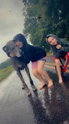 Lost Male Dog last seen Browns Summit, Browns Summit, NC 27214