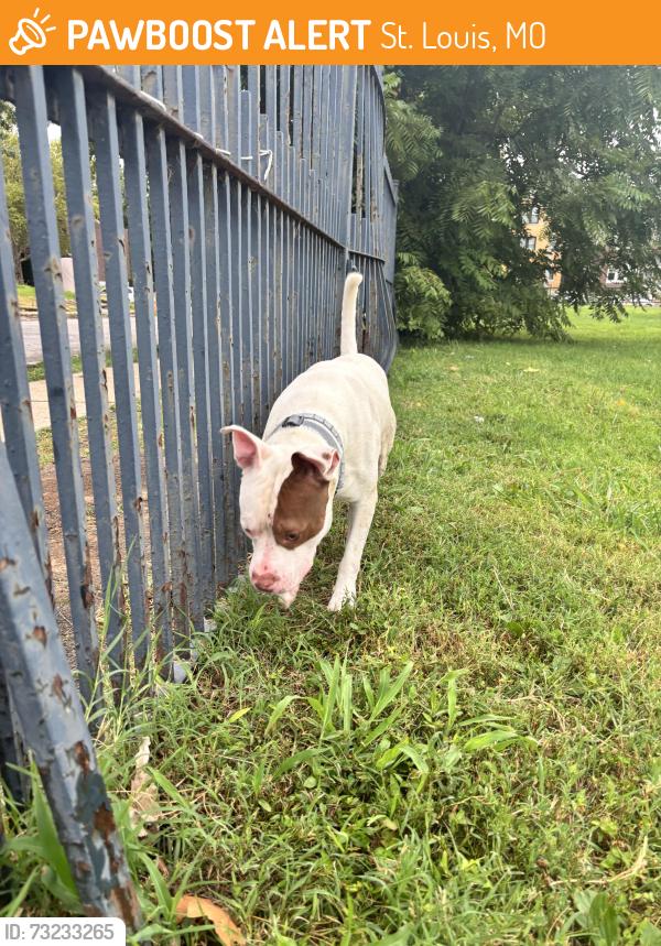 Found/Stray Male Dog last seen Grand and Osceola, St. Louis, MO 63111