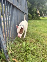 Found/Stray Male Dog last seen Grand and Osceola, St. Louis, MO 63111