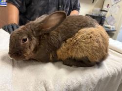 Shelter Stray Male Rabbit last seen Near Paseo De Laura, Oceanside, CA, 92056, Oceanside, CA 92058, USA