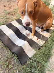 Found/Stray Female Dog last seen Upland st in midland Tx, Midland, TX 79703