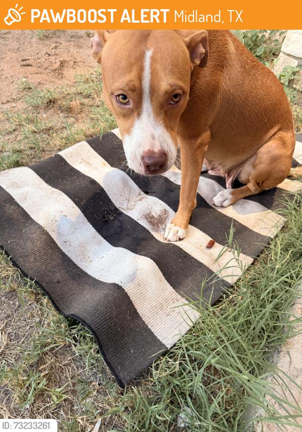Found/Stray Female Dog last seen Upland st in midland Tx, Midland, TX 79703