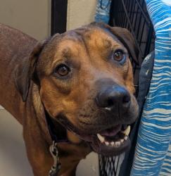 Shelter Stray Female Dog last seen Near Miramar Road, San Diego, CA, 92126, El Cajon, CA 92020, USA