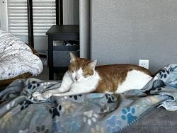 Lost Male Cat last seen Arrowhead and Homoa, Victorville, CA 92395