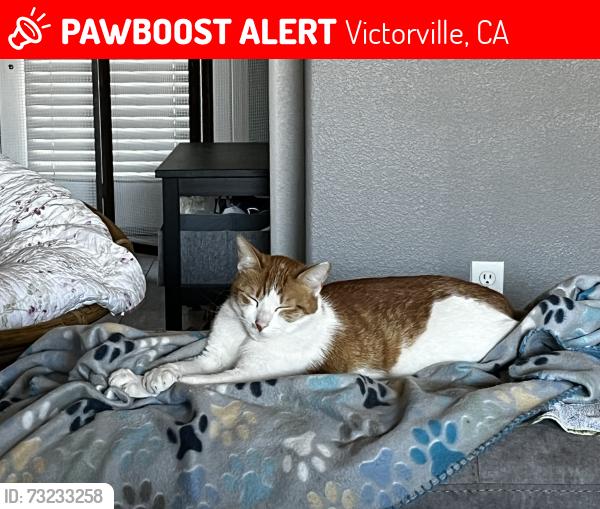 Lost Male Cat last seen Arrowhead and Homoa, Victorville, CA 92395