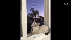Lost Male Cat last seen Francis drive, Spring Valley, CA 91977