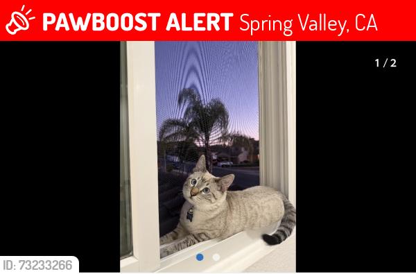 Lost Male Cat last seen Francis drive, Spring Valley, CA 91977