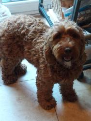 Lost Female Dog last seen London Road norbury station, Norbury, England 