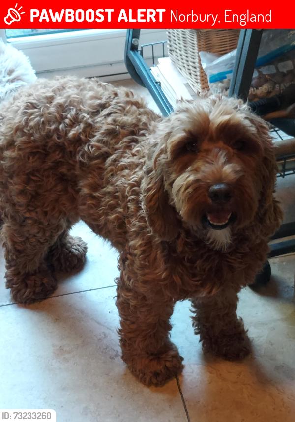 Lost Female Dog last seen London Road norbury station, Norbury, England 