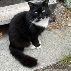 Found/Stray Male Cat last seen 24snd Esmond Richmond Ca, Richmond, CA 94808