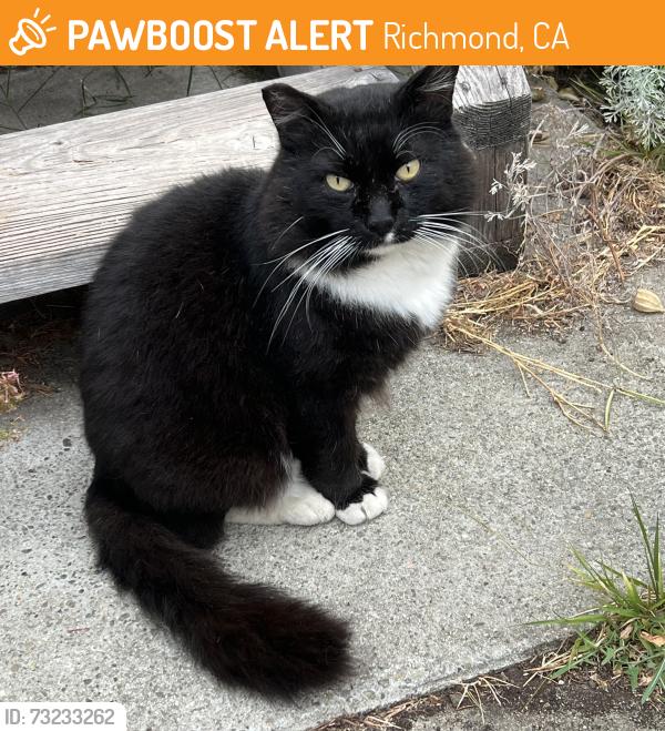 Found/Stray Male Cat last seen 24snd Esmond Richmond Ca, Richmond, CA 94808