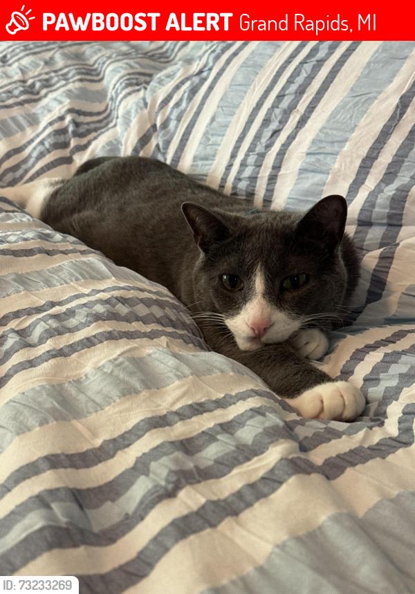 Lost Male Cat last seen Arbor Hills neighborhood, Grand Rapids, MI 49525